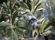 c70ni2e97uefr4htooik c70ni2e97uefr4htooik